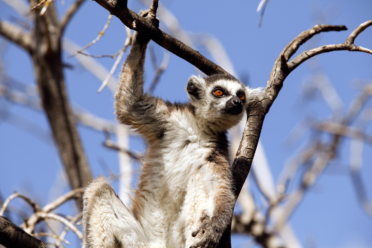 Last of Their Kind - The World's Most Endangered Species